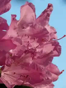 梦境中的桃花盛开，一场春日里的心灵邂逅，梦见桃花开满枝头