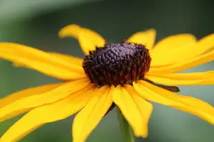 属蛇巨蟹座男生的性格特点探究，属蛇巨蟹座男生的性格特点