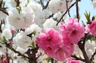 白羊座，浪漫生肖之旅——从农历新年开始至彼岸花开，白羊座几月份到几月份农历