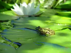 女人梦见绿色青蛙，神秘的梦示未来的奥秘与力量，女人梦见绿色青蛙