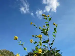 云之五行属性探究，云的五行属