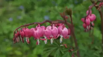 孕妇梦见牡丹花，美好寓意与孕期生活的和谐共鸣，孕妇梦见牡丹花