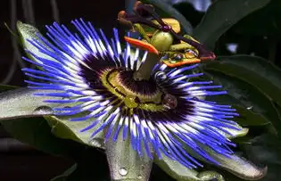 今日巨蟹座运程，守护星闪耀，运势全面开花，今日巨蟹座的运程