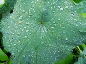 雨属五行，揭秘自然之水的神秘联系，雨属五行