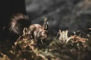 属鼠的人今年运势大揭秘，福禄双全，喜迎新春！，属鼠的人今年运势如何