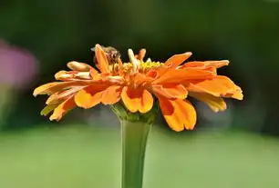 属鼠马年桃花运势运程，甜蜜邂逅，爱情美满，属鼠马年桃花运势运程