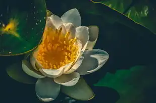 天蝎座今日运势揭秘，星座屋预测火山爆发梦境预示，天蝎座今日运势星座屋梦见火山爆发