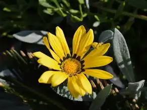 五行花甲子，探寻古老智慧与花卉之美，五行花甲子