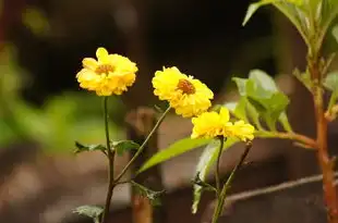 水平座9月份运势，月运揭秘，运势起伏与成长指南，水平座9月份运势