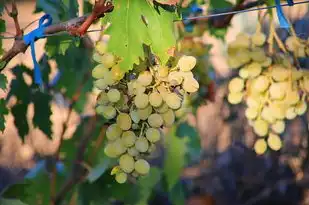 梦境奇缘，一场关于分葡萄的奇幻之旅，梦见分葡萄