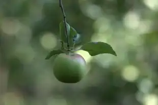 梦见水果树，丰收的梦境与内心的渴望，梦见水果树