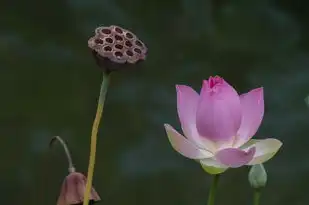 莲花与五行的奥秘，莲花的五行