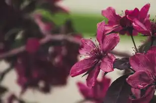 摩羯座陶白白本周桃花运势分析，摩羯座陶白白本周桃花运势