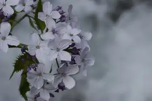 七月的巨蟹座女，温柔如水，坚韧如石，七月的巨蟹座女