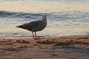 梦中有湖，心灵深处的映照，梦见有湖