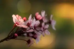 梅花五行情，诠释生命之美，梅花的五行