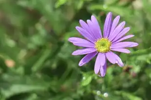 狮子座上升摩羯座女生性格特点，力量与稳健的融合，狮子座上升摩羯座女生性格特点