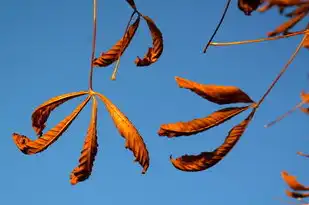 龙年运势大揭秘，属龙人今年的运势走向，属龙的人 今年的运势.