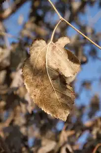 梦见桑叶，梦见桑叶