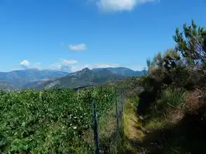 梦境解析，梦见砍木头背后的寓意，梦见砍木头