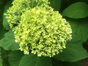 五行属水木的颜色，自然之韵，生命之源的色彩探寻，五行属水木的颜色