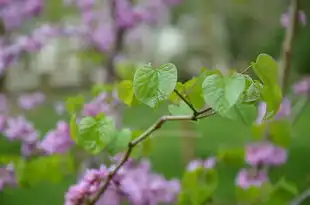 五行犯桃花，揭秘命运中的神秘缘分，五行犯桃花