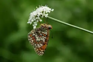 虎人2017年5月运势解析，运势起伏，把握机遇，虎人2017年5月运势