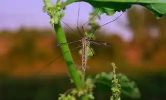 梦境中的杀虫剂，探寻潜意识里的恐惧与希望，梦见杀虫剂